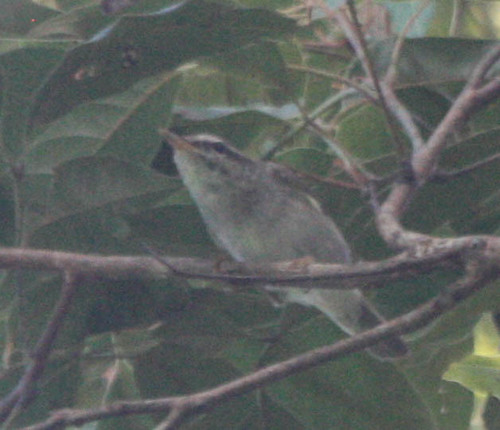 Phylloscopus borealis