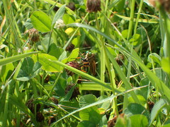 Cophinopoda chinensis