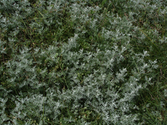 Artemisia maritima