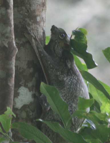 Galeopterus variegatus