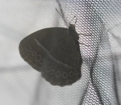 Mycalesis janardana