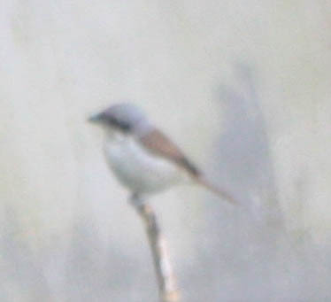 Lanius tigrinus