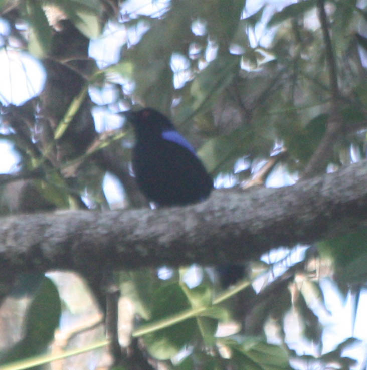 Asian Fairy-bluebird