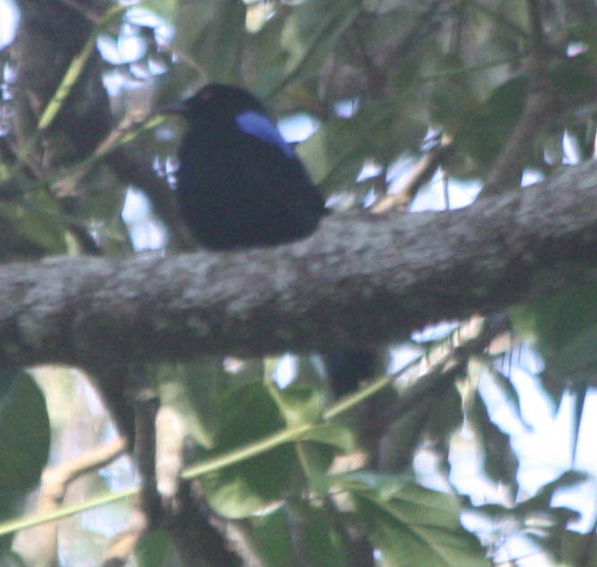 Asian Fairy-bluebird