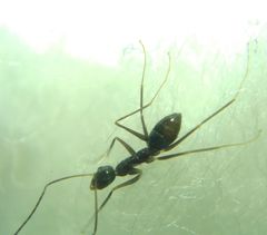 Paratrechina longicornis