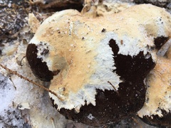Vesiculomyces citrinus
