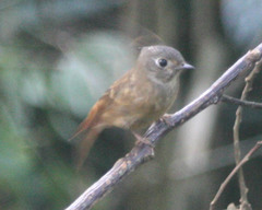 Muscicapa ferruginea