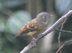 Muscicapa ferruginea