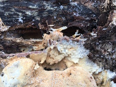 Vesiculomyces citrinus