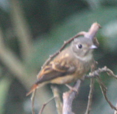 Muscicapa ferruginea