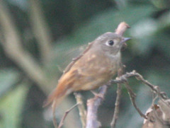 Muscicapa ferruginea