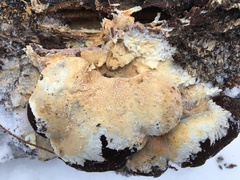 Vesiculomyces citrinus