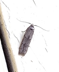 Holcocera chalcofrontella