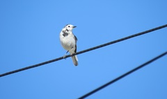 Motacilla alba