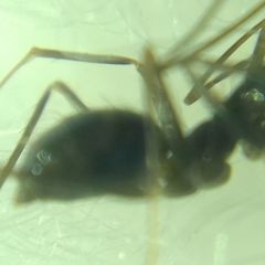 Paratrechina longicornis