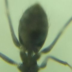 Paratrechina longicornis