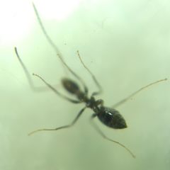 Paratrechina longicornis