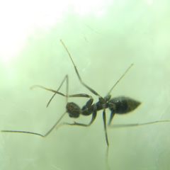 Paratrechina longicornis