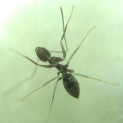 Paratrechina longicornis