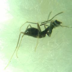 Paratrechina longicornis