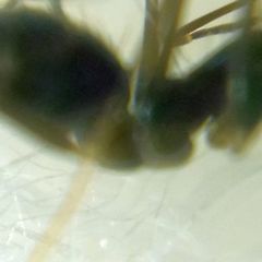 Paratrechina longicornis