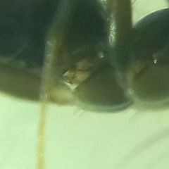 Paratrechina longicornis