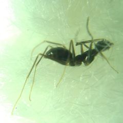 Paratrechina longicornis