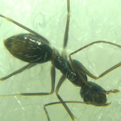 Paratrechina longicornis