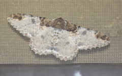 Amraica solivagaria