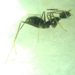 Paratrechina longicornis