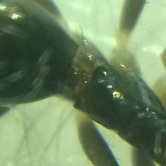 Paratrechina longicornis