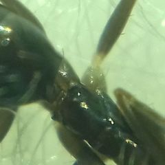 Paratrechina longicornis