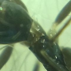 Paratrechina longicornis