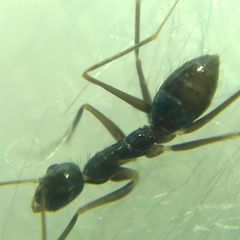 Paratrechina longicornis