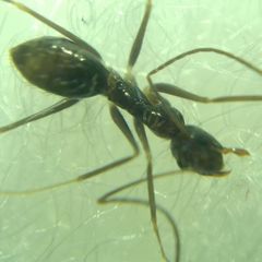 Paratrechina longicornis