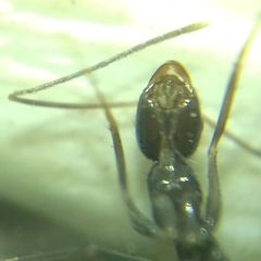 Paratrechina longicornis