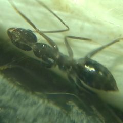 Paratrechina longicornis