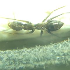 Paratrechina longicornis