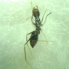 Paratrechina longicornis