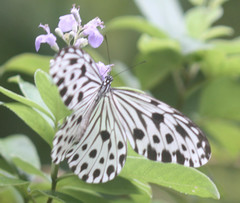 Ideopsis gaura