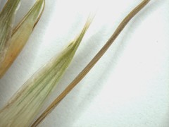 Avena fatua