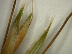 Avena fatua