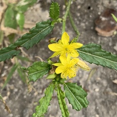 Corchorus asplenifolius image