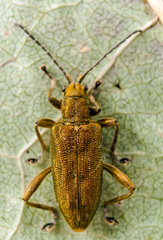 Donacia bicolora