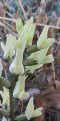 Astragalus lentiginosus nigricalycis