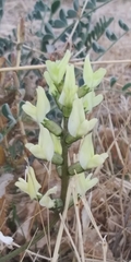 Astragalus lentiginosus nigricalycis