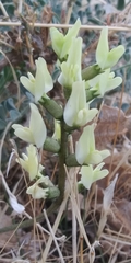 Astragalus lentiginosus nigricalycis