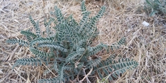 Astragalus lentiginosus nigricalycis