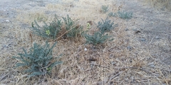 Astragalus lentiginosus nigricalycis