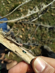 Meliboeus amethystinus